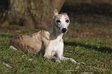 WHIPPET 416